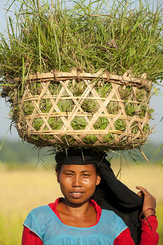 A woman collects grasses in a basket made of bamboo from the rice paddies, Bardiya District, Nepal, Asia