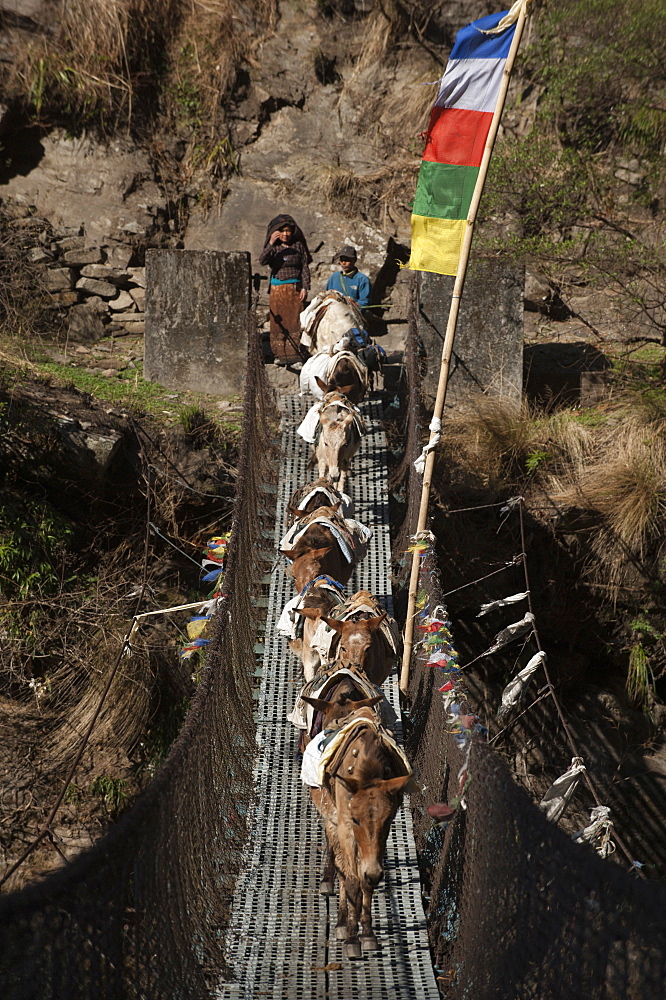 Pack horses on their way down cross a wire bridge, Tzum Valley, Nepal, Asia