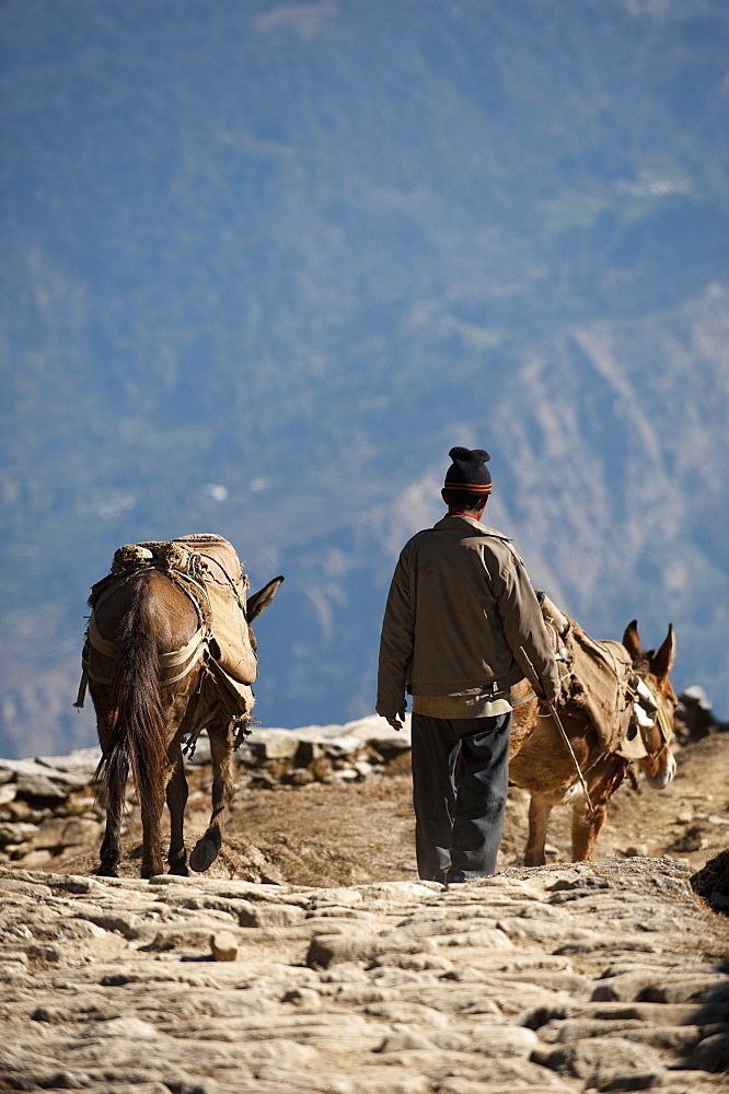 A man walks down from his little village in the hills of Uttarakhand (Uttaranchal), India, Asia