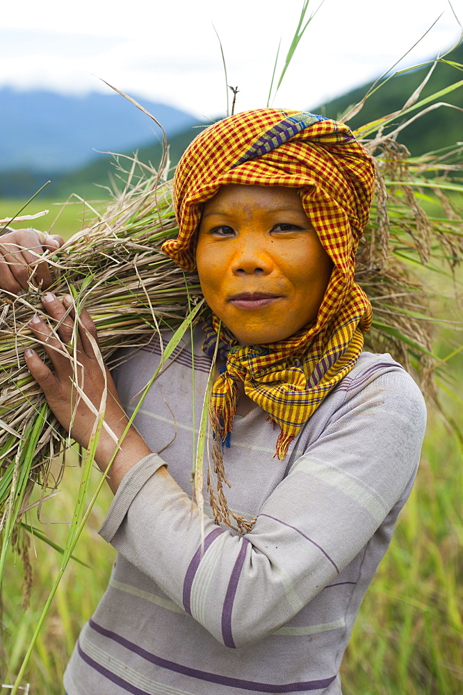 A woman wearing natural sun protection, probably made of sandalwood, harvests rice from rice paddies, Manipur, India, Asia