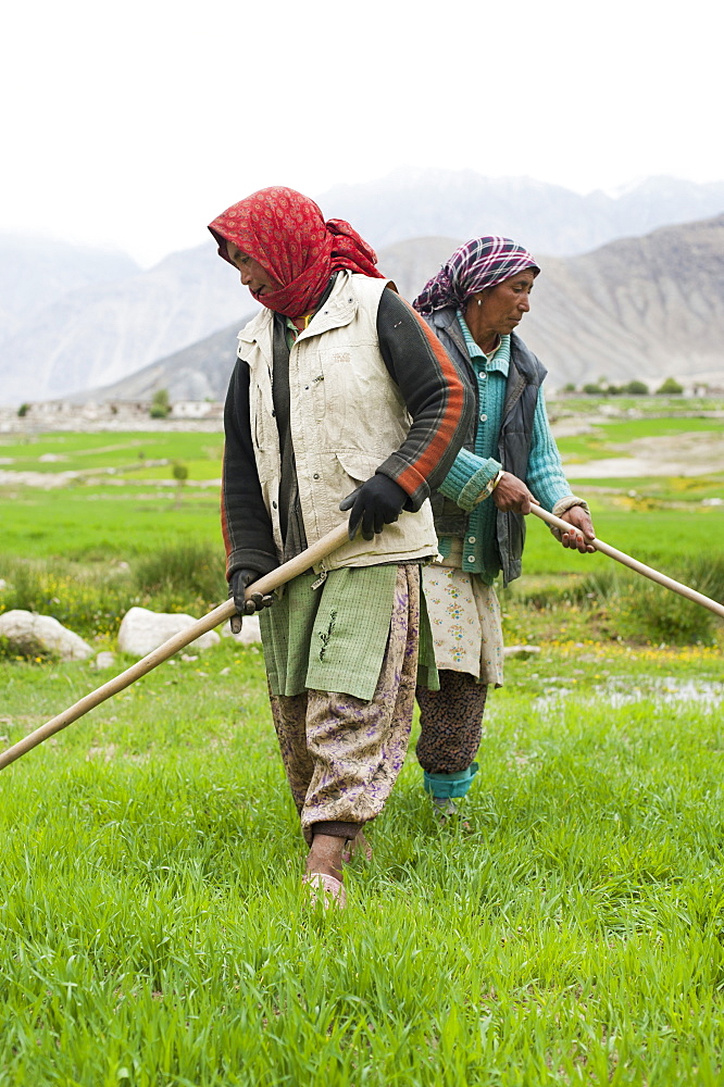 Women work with irrigation tools to even the flow of water into their wheat field, Ladakh, India, Asia