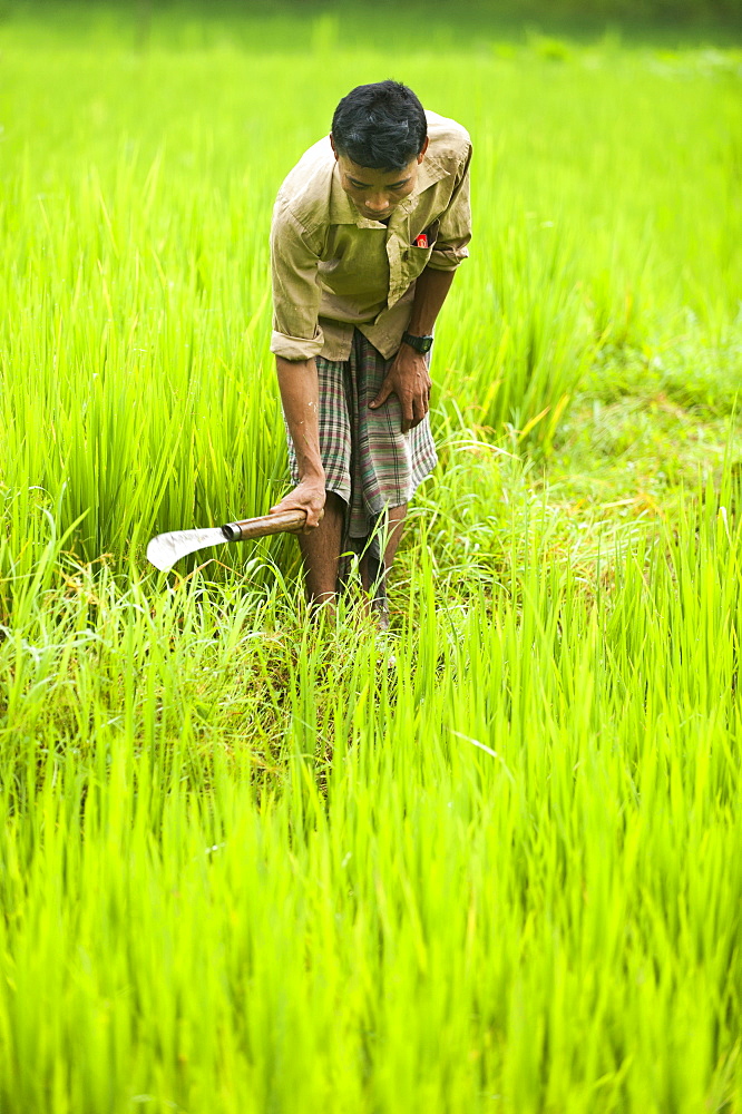 A man clears away grass from the rice paddies, Chittagong Hill Tracts, Bangladesh, Asia