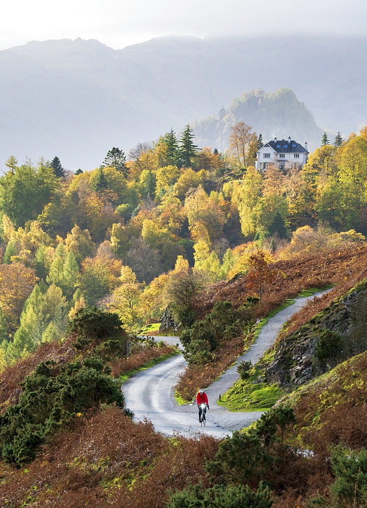 A lone cyclist on the lower slopes of Catbells with distant Castle Crag, and Manesty Woods in Borrowdale, Lake District National Park, UNESCO World Heritage Site, Cumbria, England, United Kingdom, Europe