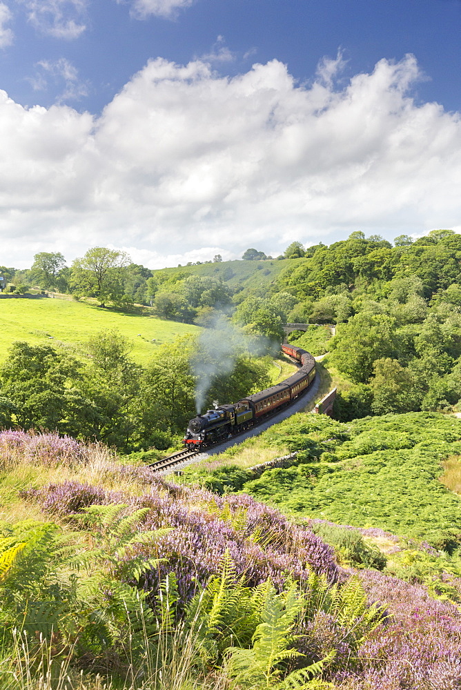 A steam locomotive pulling carriages through Darnholme on the North Yorkshire Steam Heritage Railway, Yorkshire, England, United Kingdom, Europe