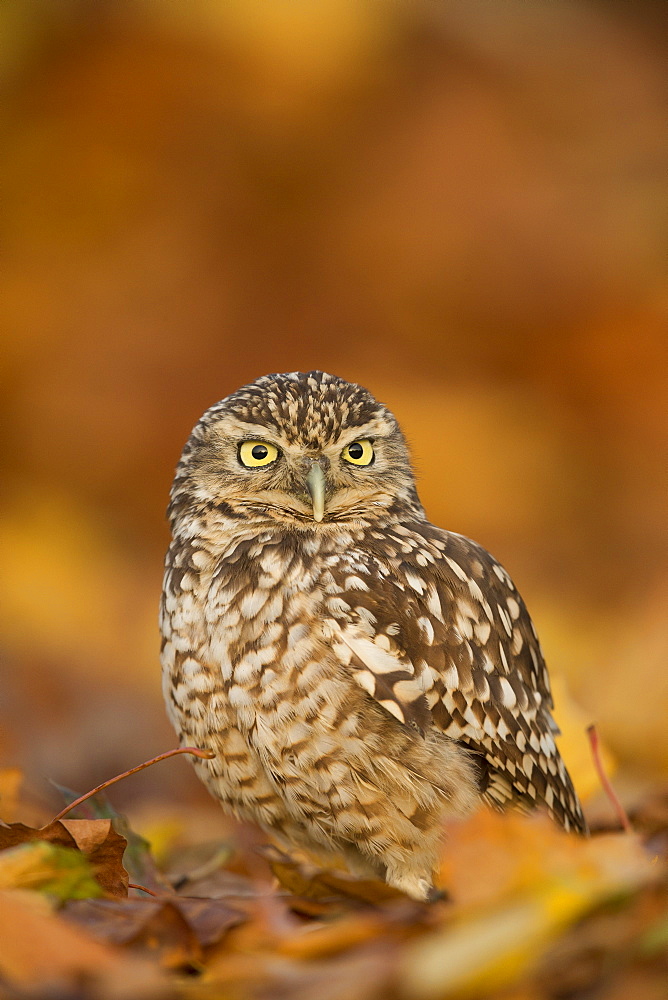 Burrowing owl (Athene cunicularia), among autumn foliage, United Kingdom, Europe