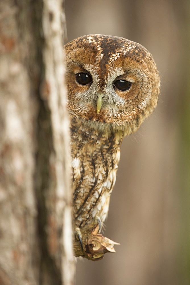 Tawny owl (Strix aluco), peering from behind a pine tree, United Kingdom, Europe