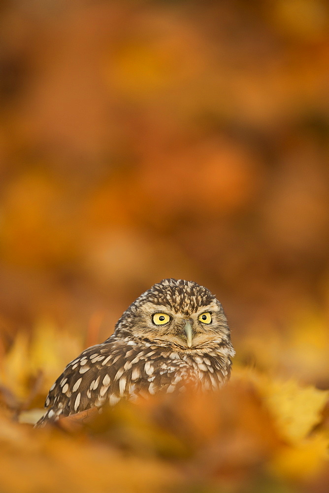 Burrowing owl (Athene cunicularia), among autumn foliage, United Kingdom, Europe