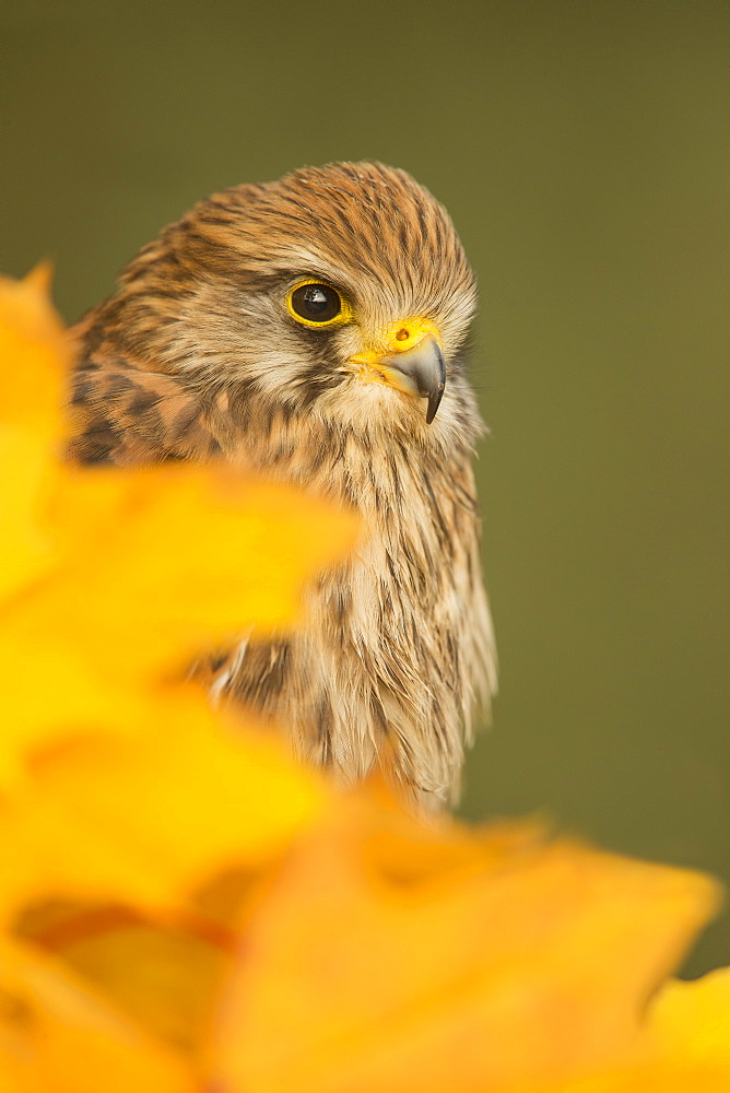 Common kestrel (Falco tinnunculus), among autumn foliage, United Kingdom, Europe