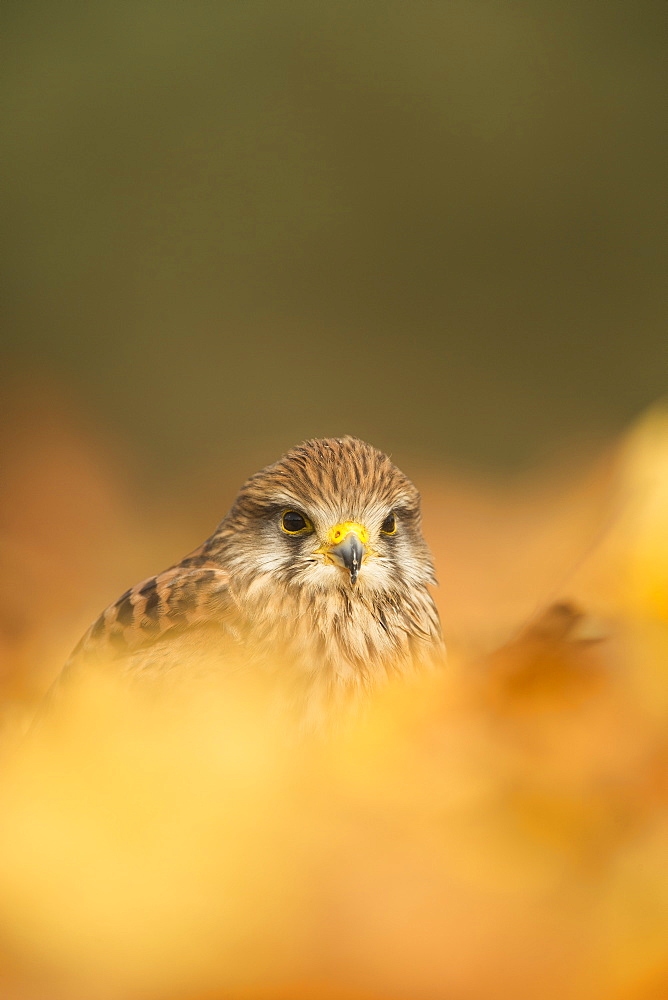 Common kestrel (Falco tinnunculus), among autumn foliage, United Kingdom, Europe