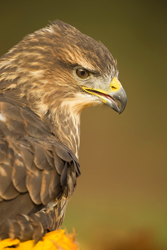 Common buzzard (Buteo buteo), among the autumn foliage, United Kingdom, Europe