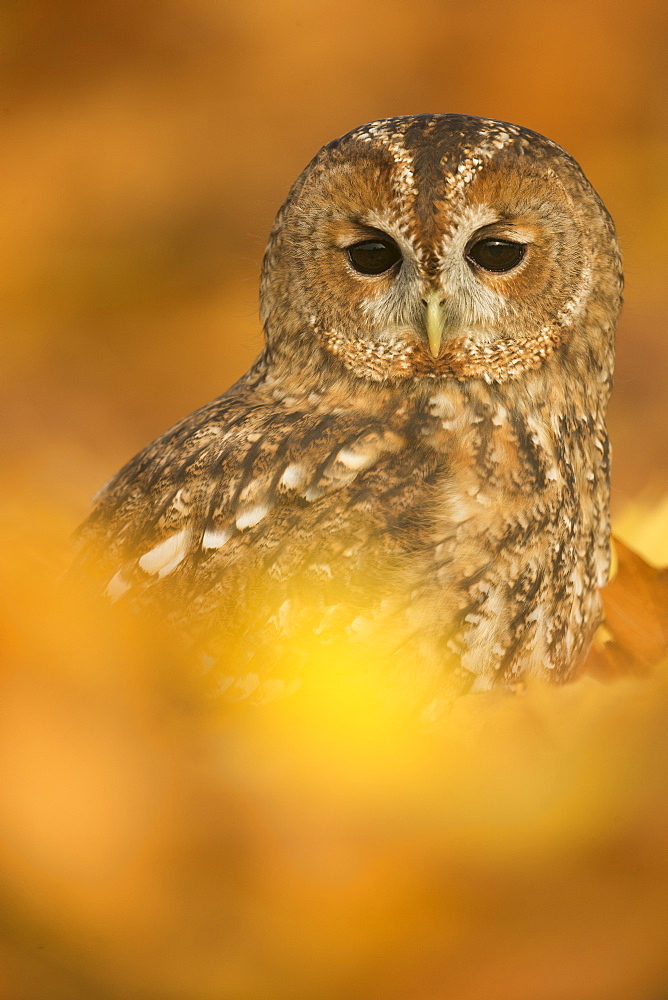 Tawny owl (Strix aluco), among autumn foliage, United Kingdom, Europe