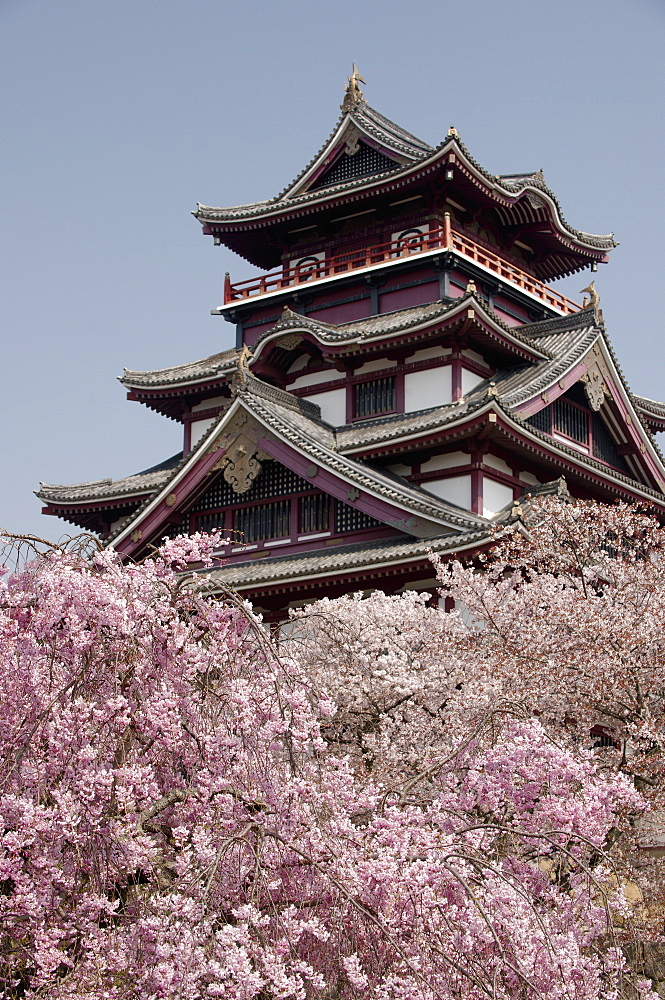 Momoyama castle during cherry blossom season, Kyoto, Japan, Asia