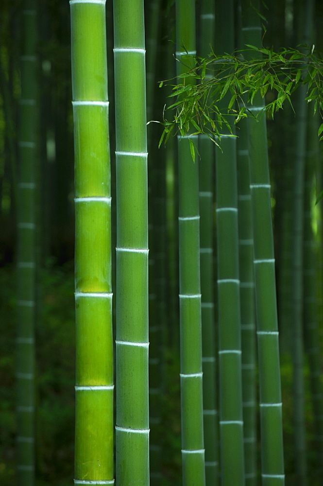 Bamboo forest in Tenryu-ji temple, Kyoto, Japan, Asia