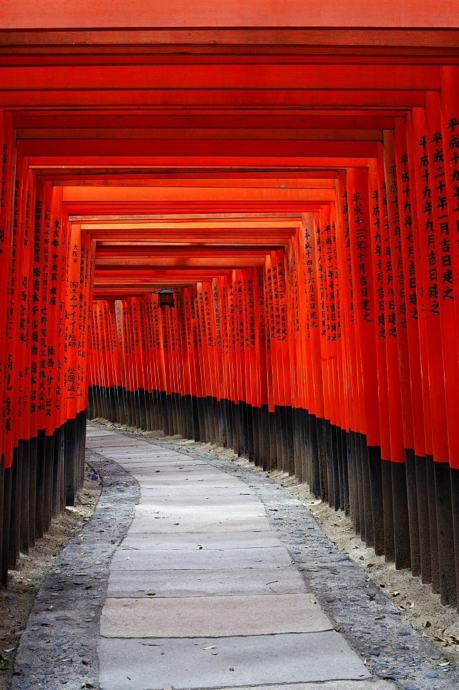 Path under red torii in Fushimi Inari shrine, Kyoto, Japan, Asia