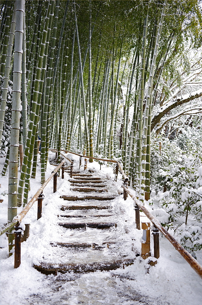 Snowy path in bamboo forest, Kodai-ji temple, Kyoto, Japan, Asia