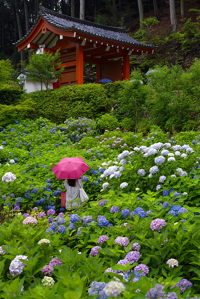 Rainy day during hydrangea season, Mimuroto-ji temple, Kyoto, Japan, Asia