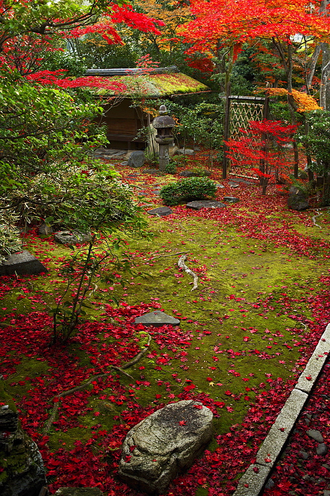 Japanese garden in autumn, Daiho-in temple, Kyoto, Japan, Asia