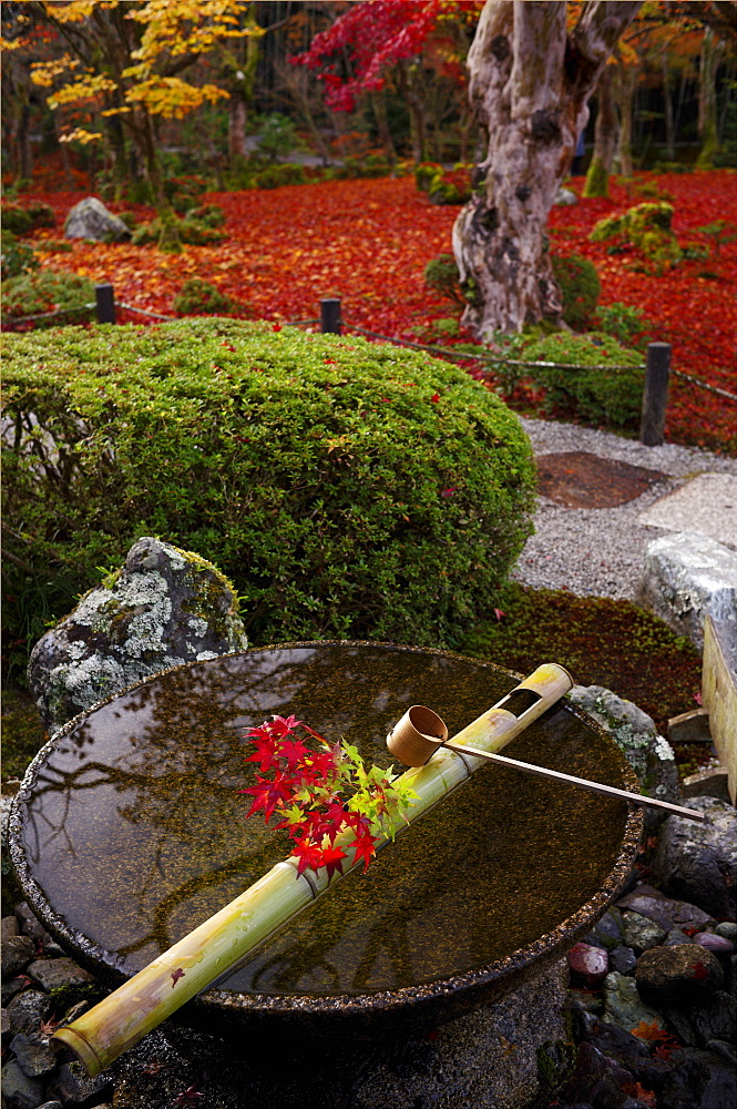 Tsukubai water basin with autumn decoration, Enko-ji temple, Kyoto, Japan, Asia