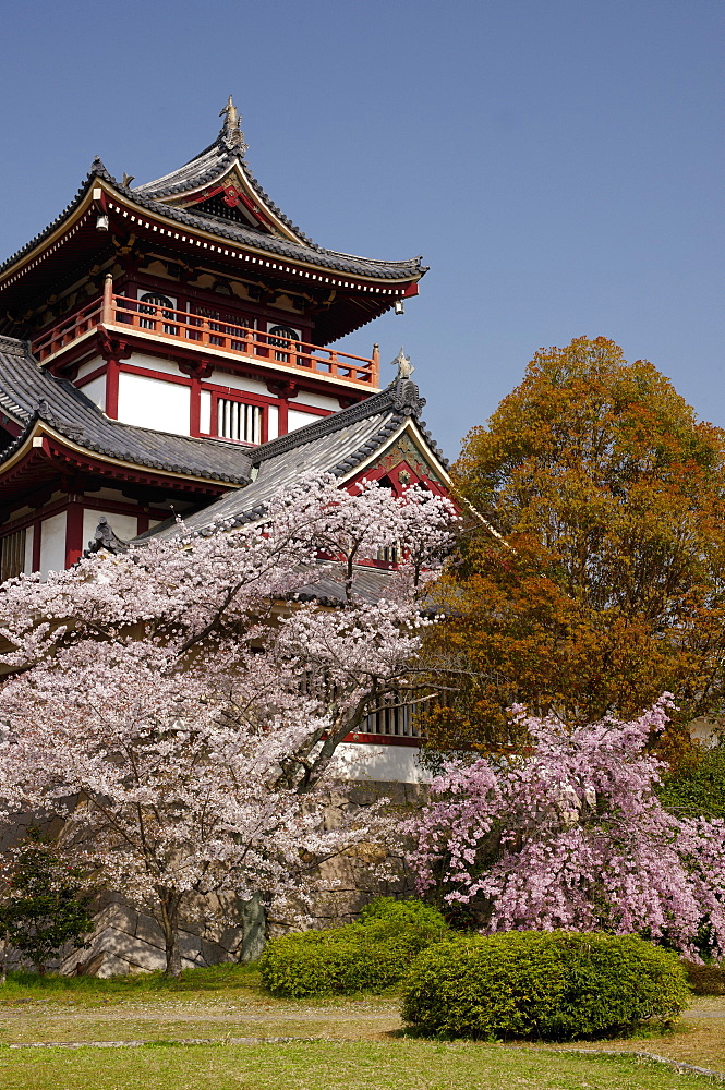 Momoyama castle during cherry blossom season, Kyoto, Japan, Asia