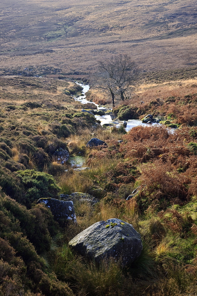 Wicklow Mountains, County Wicklow, Leinster, Republic of Ireland, Europe