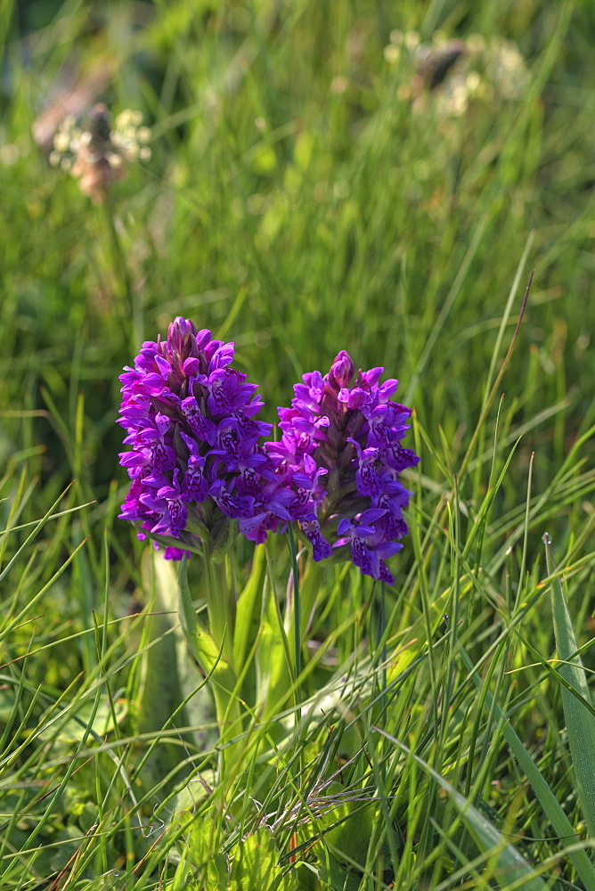 Marsh orchid, Loop Head, County Clare, Munster, Republic of Ireland, Europe