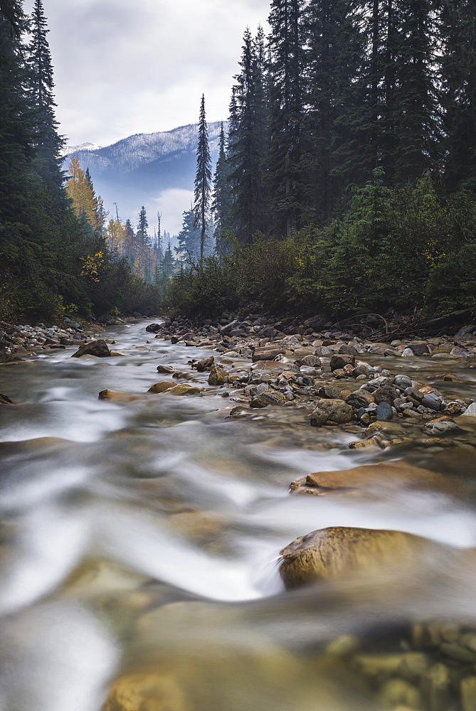 Connaught Creek winding through a dark misty forest, Glacier National Park of Canada, British Columbia, Canada, North America