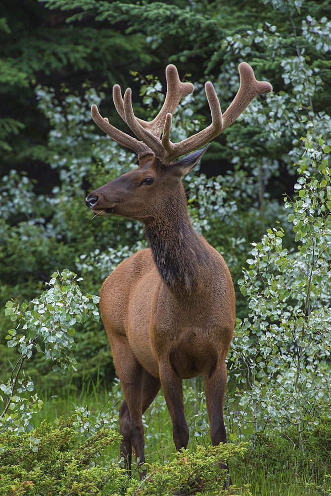 Bull Elk with velvet covered antlers in Jasper National Park, UNESCO World Heritage Site, Alberta, Canada, North America