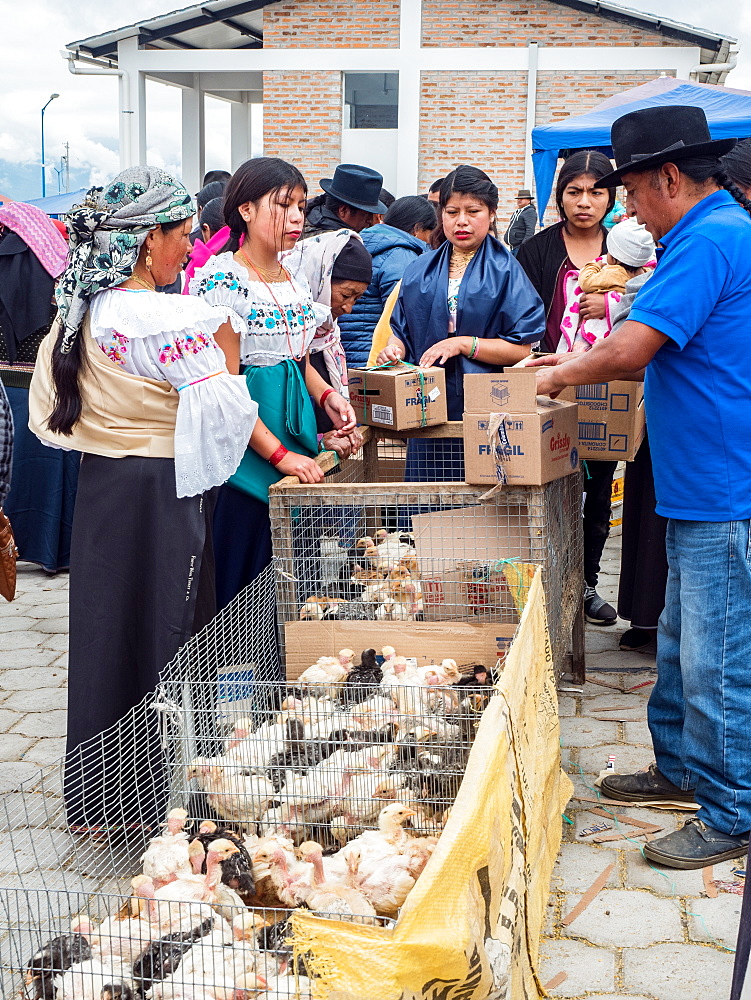 Women buying young chickens at the animal market, Otavalo, Ecuador, South America