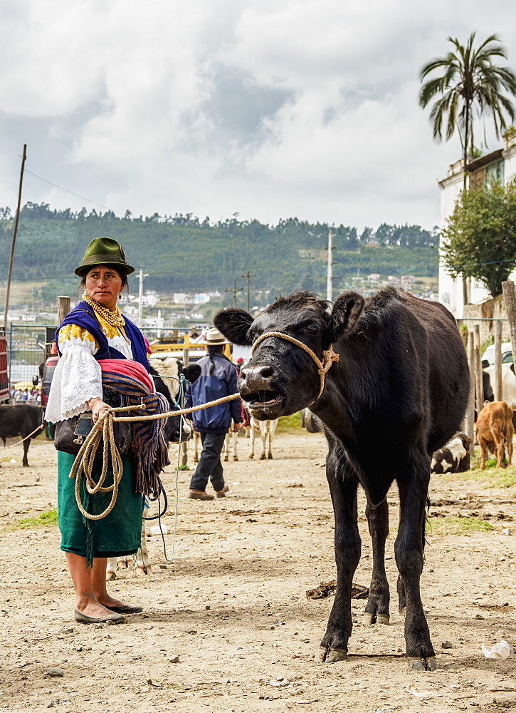 Saturday Livestock Market, Otavalo, Imbabura Province, Ecuador, South America