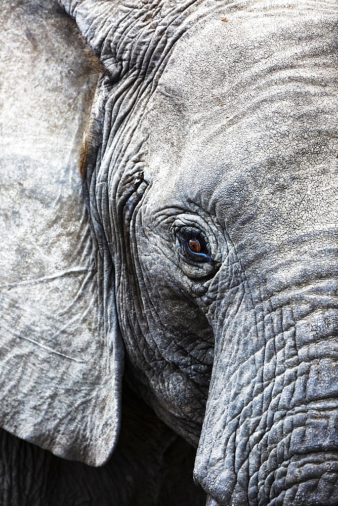 Eye of the African elephant, Serengeti National Park, Tanzania, East Africa, Africa