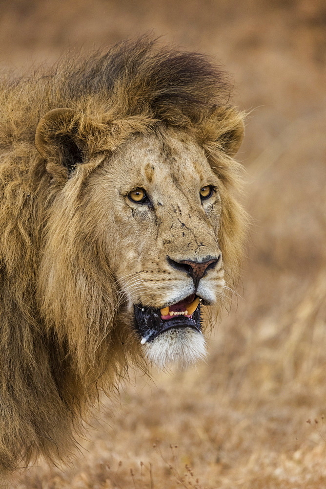 African lion (Panthera leo), Ngorongoro National Park, Tanzania, East Africa, Africa