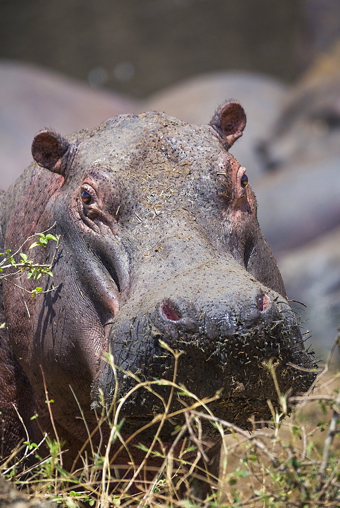 Hippopotamus (Hippopotamus amphibius), Serengeti National Park, Tanzania, East Africa, Africa