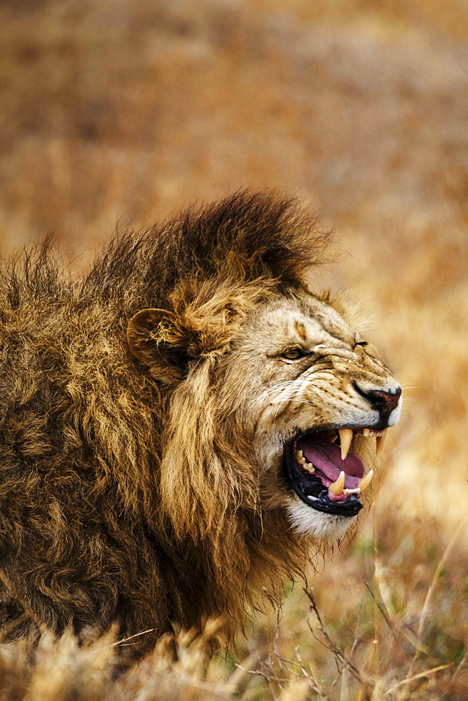 African lion (Leo panthera), Ngorongoro National Park, Tanzania, East Africa, Africa