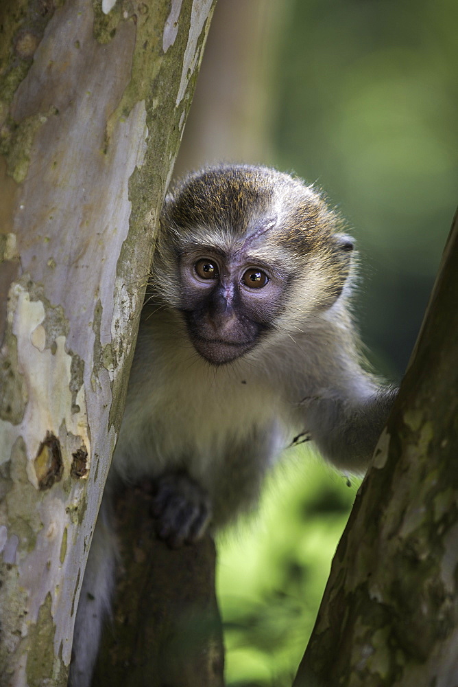 Vervet monkey (Chlorocebus pygerythrus), Uganda, Africa