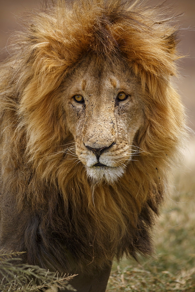 African lion (Panthera leo), Serengeti National Park, Tanzania, East Africa, Africa