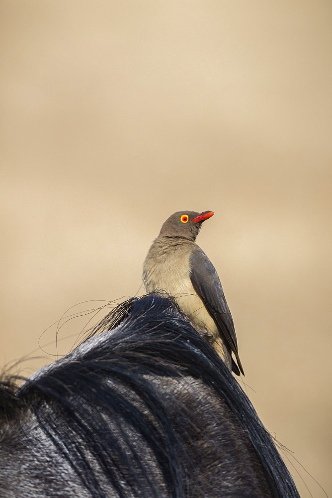 Red-billed oxpecker (Buphagus erythrorhynchus), Ngorongoro Crater, Tanzania, East Africa, Africa