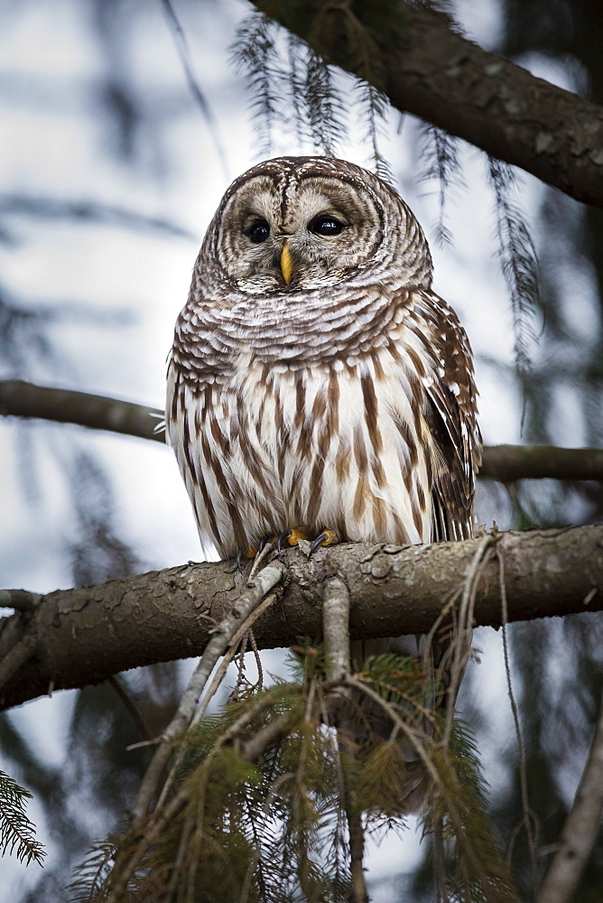 Barred owl on perch, United States of America, North America