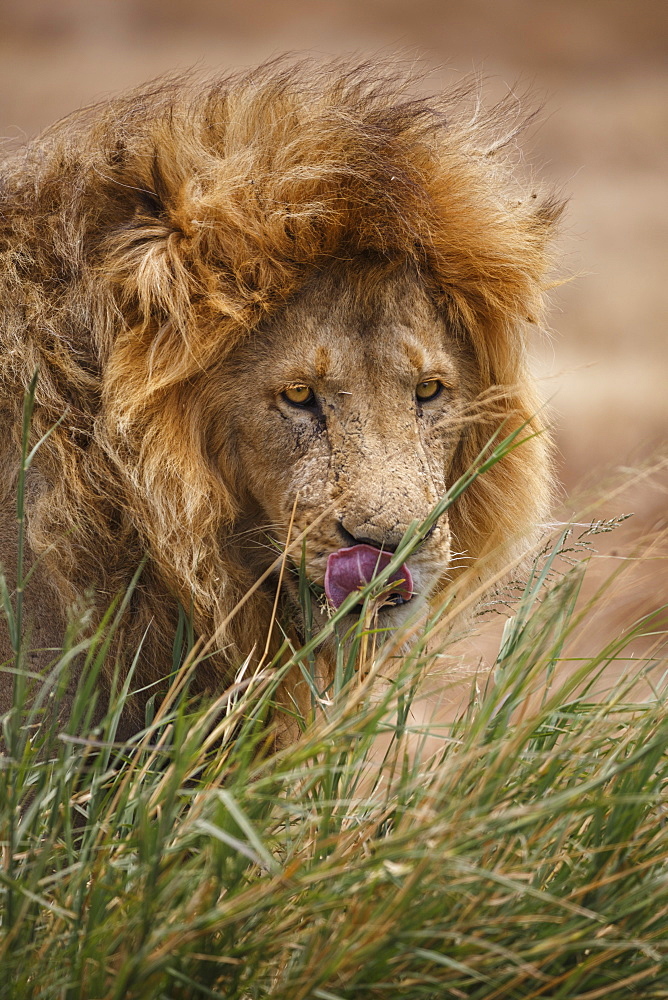 African lion (Panthera leo), Serengeti National Park, Tanzania, East Africa, Africa