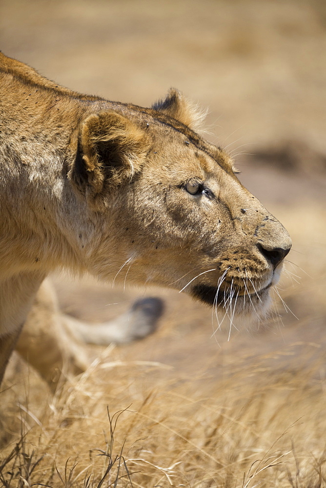 Lioness (Panthera leo), Ngorongoro Crater, Tanzania, East Africa, Africa