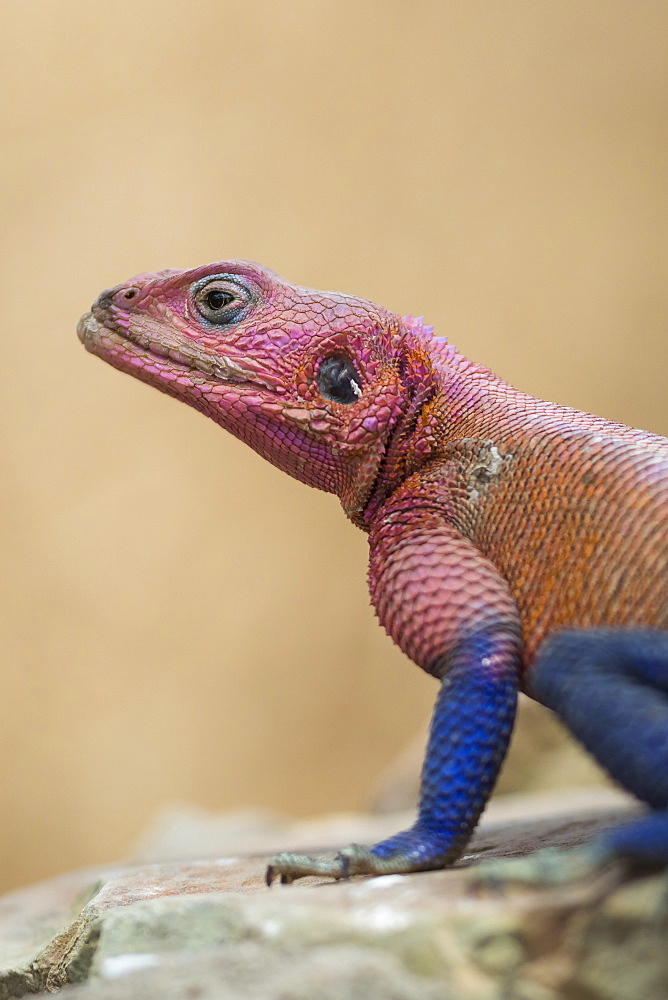 Mwanza flat-headed rock agama (Agama mwanzae), Serengeti National Park, Tanzania, East Africa, Africa