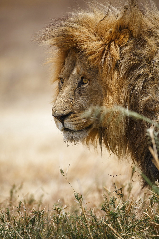 Portrait of an African lion (Panthera leo), Serengeti National Park, Tanzania, East Africa, Africa