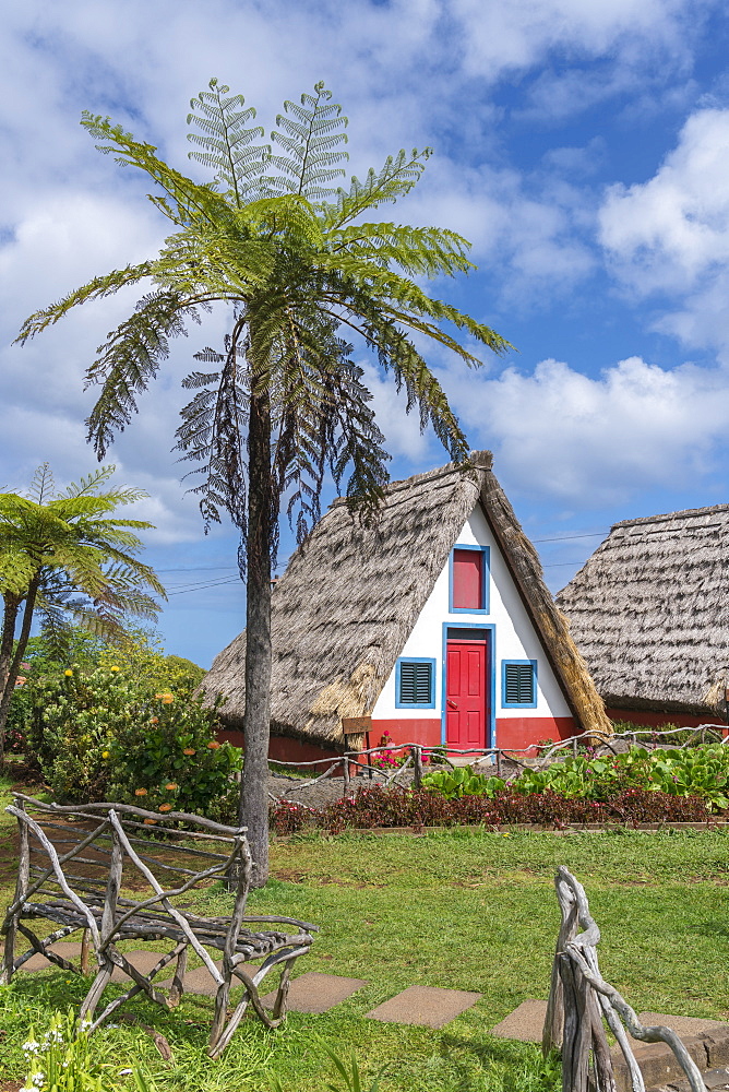 Traditional house under a palm tree, Santana, Madeira region, Portugal, Europe