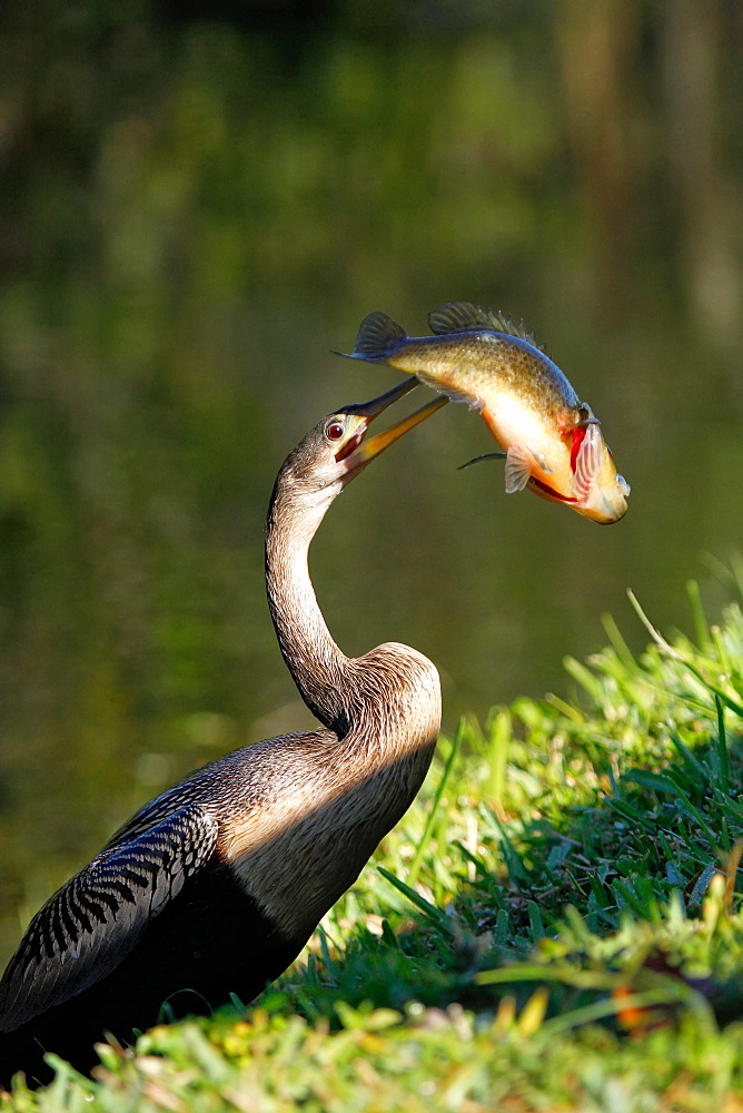 Anhinga (Anhinga anhinga) eating fish, United States of America, North America