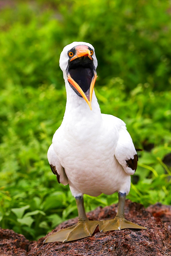 Nazca Booby (Sula granti) with open mouth, Genovesa Island, Galapagos National Park, Ecuador, South 
america