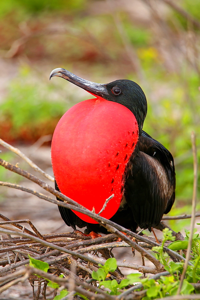 Male Magnificent Frigatebird (Fregata magnificens) with inflated gular sac, North Seymour Island, Galapagos National Park, Ecuador, South America