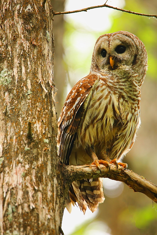 Barred Owl (Strix varia) sitting on a tree, United States of America, North America