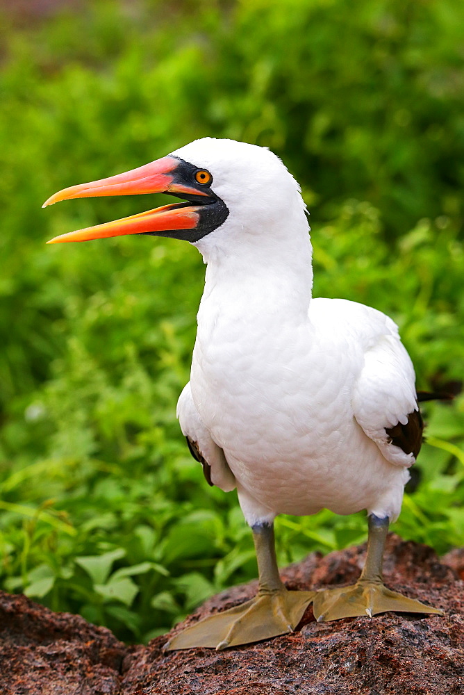 Nazca Booby (Sula granti) on Genovesa Island, Galapagos National Park, Ecuador, South America