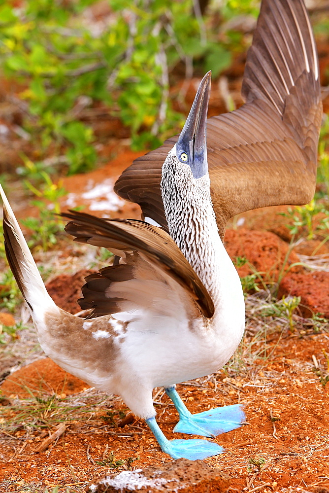 Male Blue-footed Booby displaying (Sula nebouxii) on North Seymour Island, Galapagos National Park, Ecuador, South America