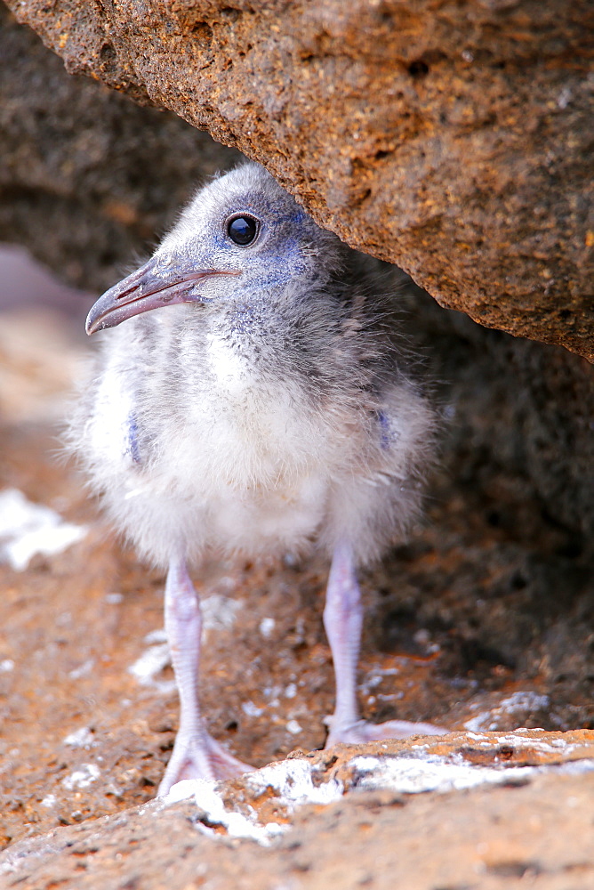 Baby Swallow-tailed Gull (Larus furcatus) on North Seymour island, Galapagos National Park, Ecuador, South America