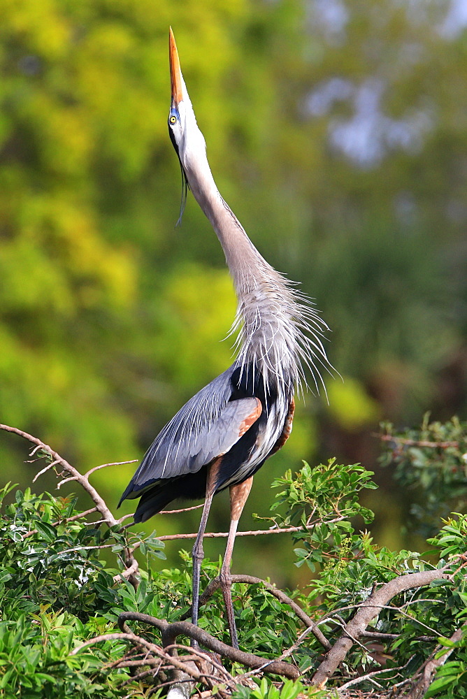 Great Blue Heron (Ardea herodias), the largest North American heron, in breeding display, United States of America, North America